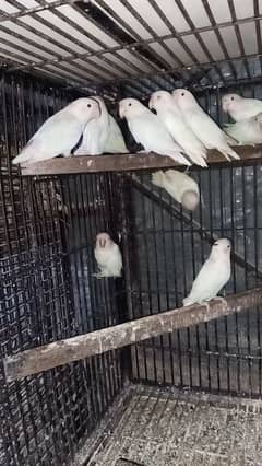 Albino Red Eyes Split Breeder Pairs Read Ad