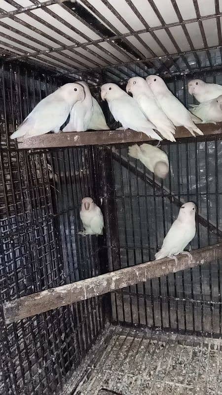 Albino Red Eyes Split Breeder Pairs Read Ad 0