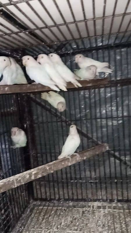 Albino Red Eyes Split Breeder Pairs Read Ad 1