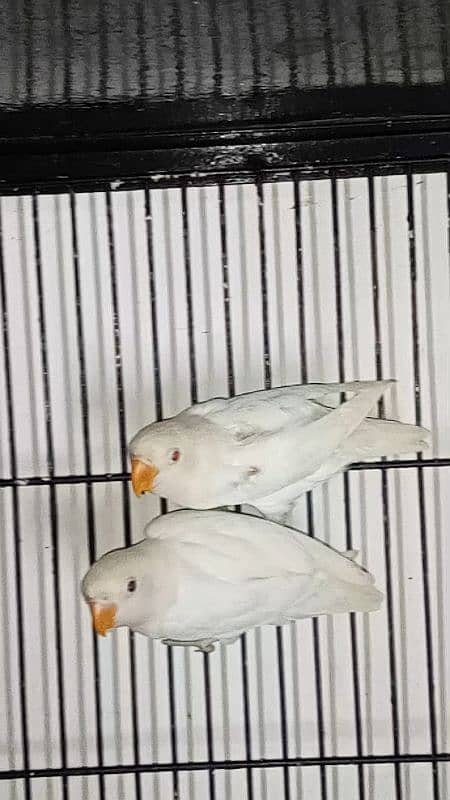 Albino Red Eyes Split Breeder Pairs Read Ad 6