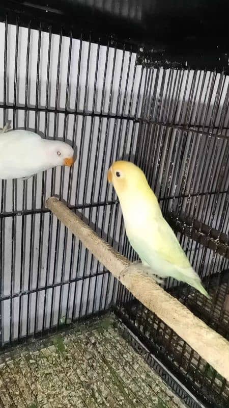 Albino Red Eyes Split Breeder Pairs Read Ad 10