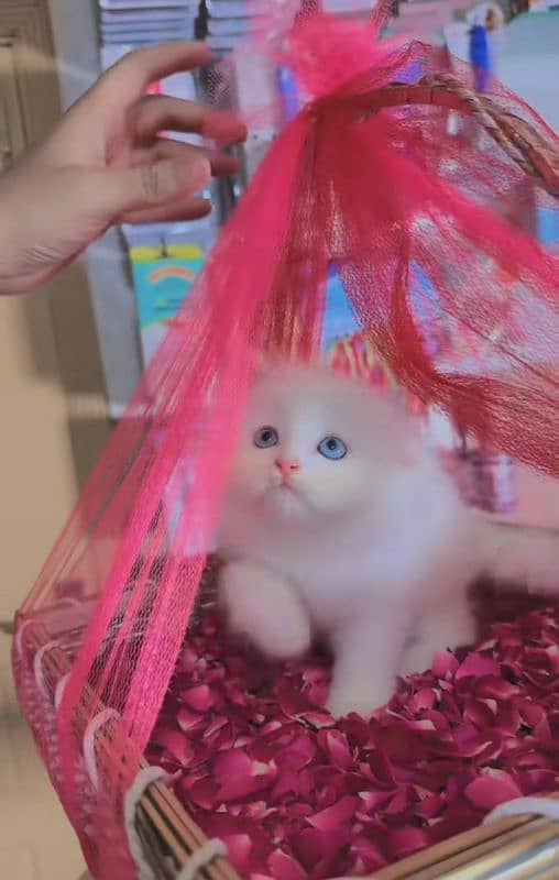 Cat Persian for sell blue eye| baby| kitten| 0333| 9519| 038| watsp Me 1