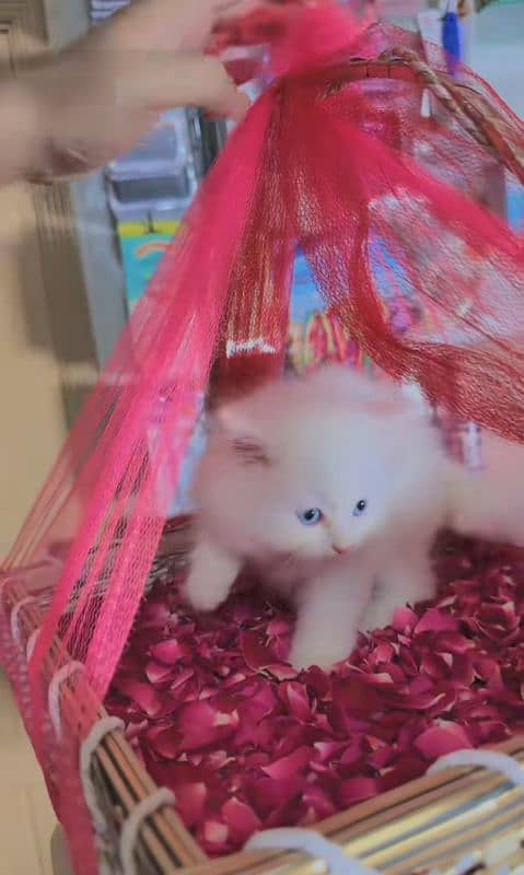 Cat Persian for sell blue eye| baby| kitten| 0333| 9519| 038| watsp Me 2