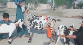 Makhan Chini Goat with 3 Kids for Sale CALL_03207353182