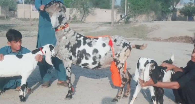 Makhan Chini Goat with 3 Kids for Sale CALL_03207353182 0