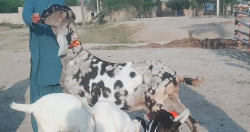 Makhan Chini Goat with 3 Kids for Sale CALL_03207353182 2