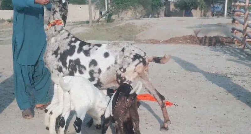 Makhan Chini Goat with 3 Kids for Sale CALL_03207353182 5