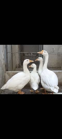 Long Neck Ducks Breeder Pair With Ducklings