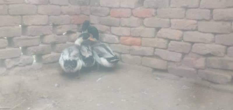 3 male ducks for sale 0