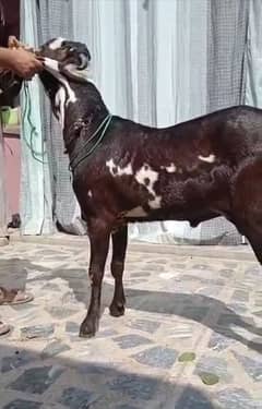 desi Bakra for sale 03282741035