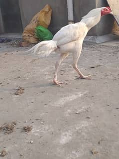 white hera aseel pair for sale