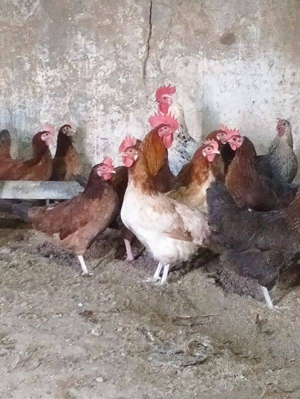 Golden Misri hens egg laying for sell 0