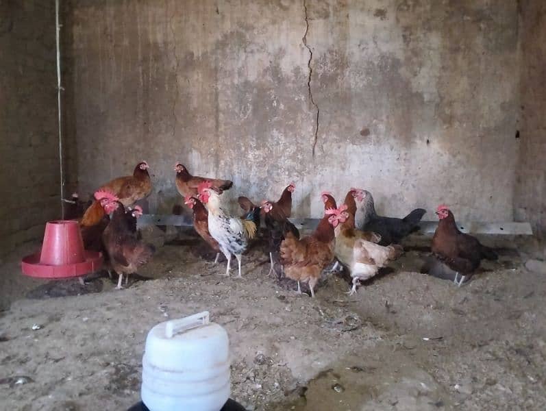 Golden Misri hens egg laying for sell 1