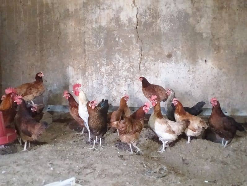 Golden Misri hens egg laying for sell 2