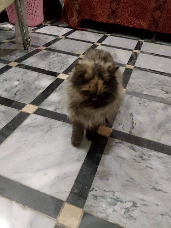 Persian cat 0