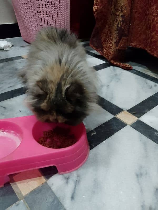 Persian cat 7