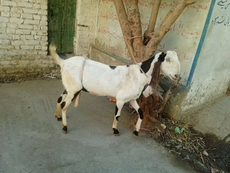 Bital bakri 03145387877 0