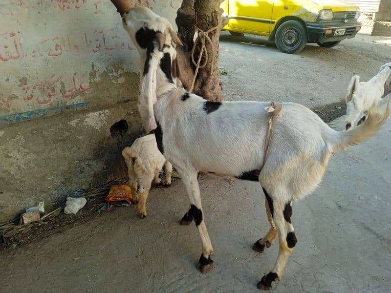 Bital bakri 03145387877 1