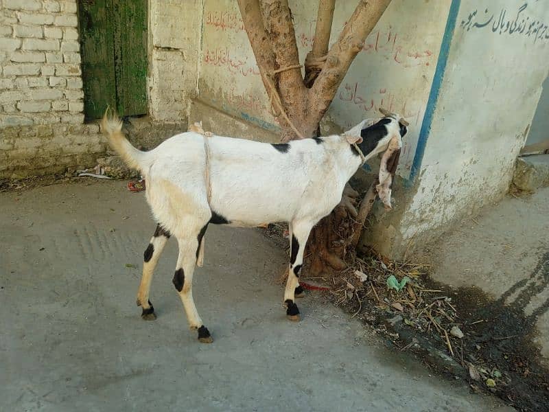 Bital bakri 03145387877 2