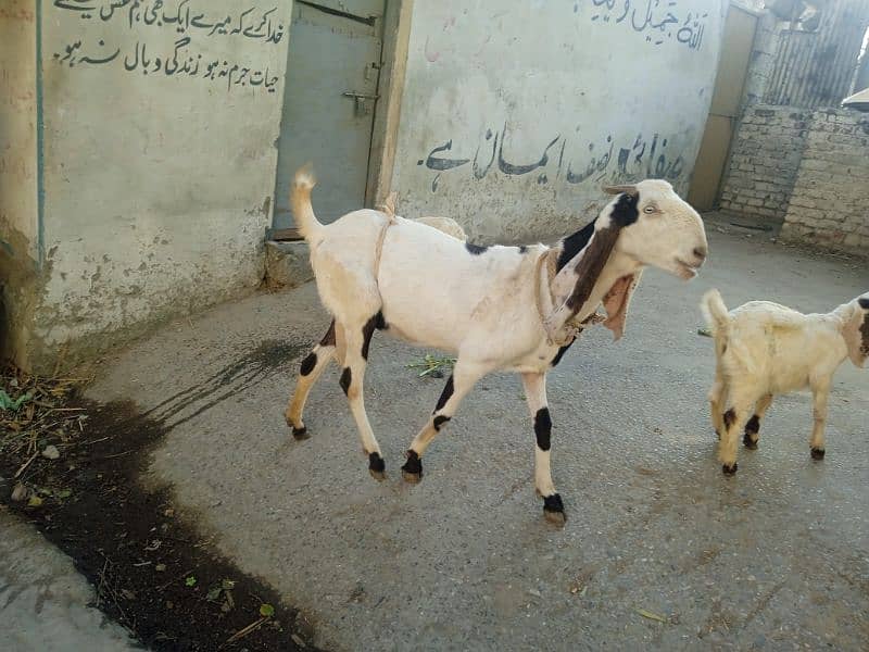 Bital bakri 03145387877 3