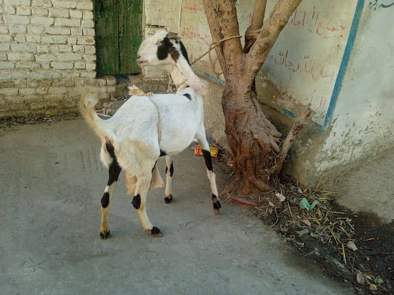 Bital bakri 03145387877 4