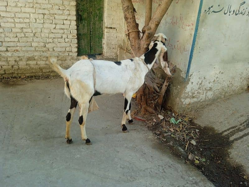 Bital bakri 03145387877 5