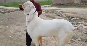 Rajanpuri Bakra For SAlE (CALL_"03207353182)