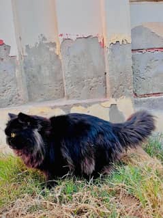 Black Persian with long hairs