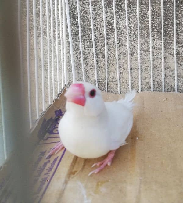 White Java Breeder Male and Adult Finches 0