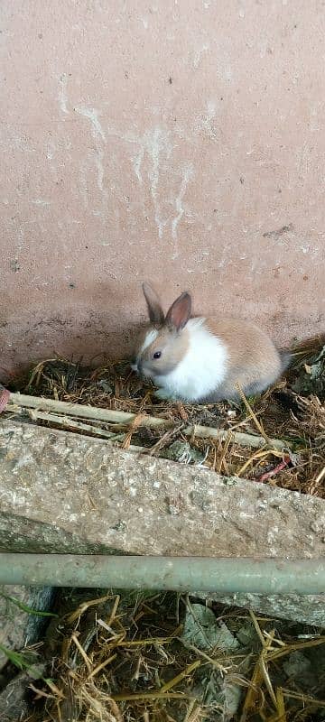 new born baby and breading pairs 13