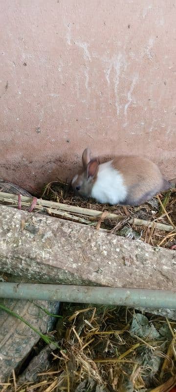 new born baby and breading pairs 14