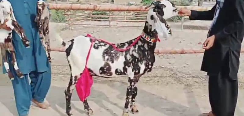 2 bacchon Ka Sath Desi Bakri For Sale. CALL me_03278290878 0