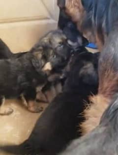 German shepherd Long Coat Male & Female  For Sale 03287625932WhatsApp