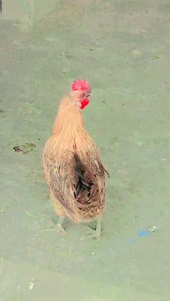 beautiful hen are sale