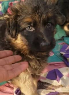 German shepherd Long Coat Male & Female  For Sale 03287625932WhatsApp