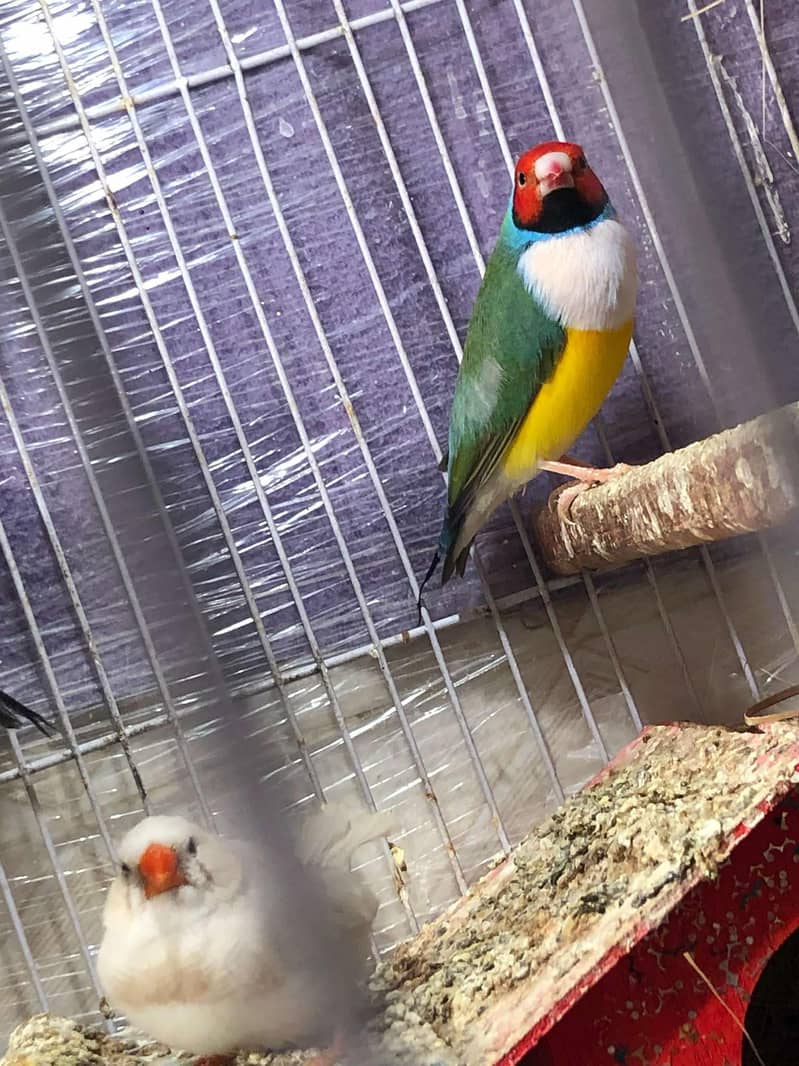 Gouldian Finches 0