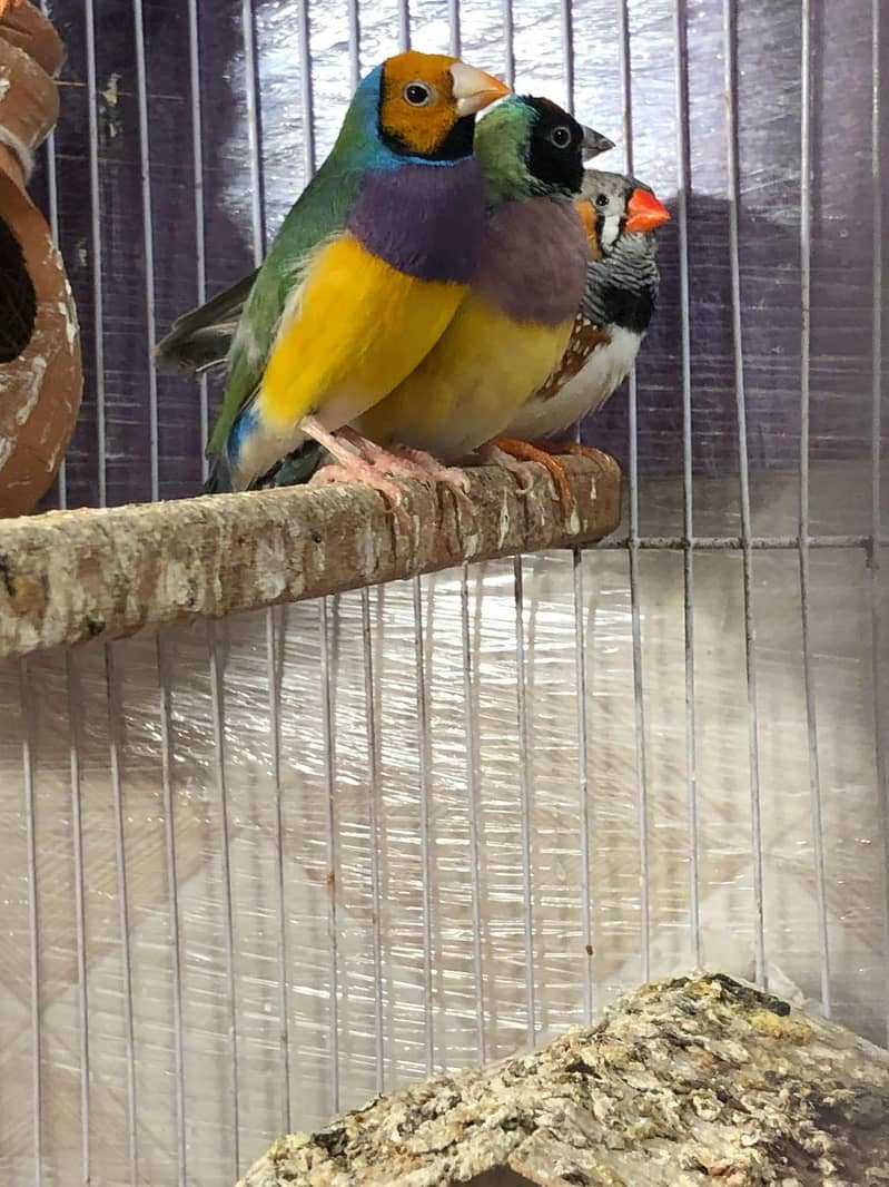 Gouldian Finches 1