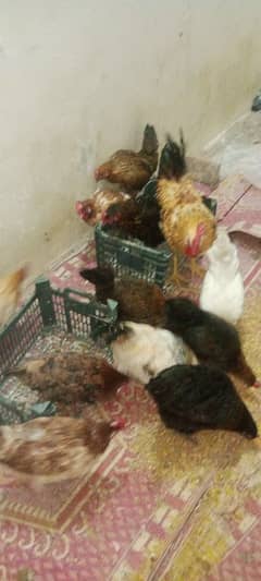 Egg laying pure Desi hens for sell. . in reasonable price.