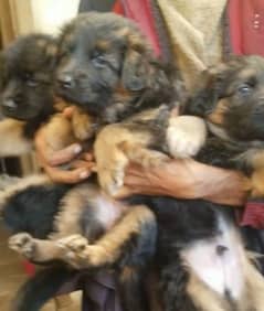 German shepherd Long Coat Male & Female  For Sale 03287625932WhatsApp