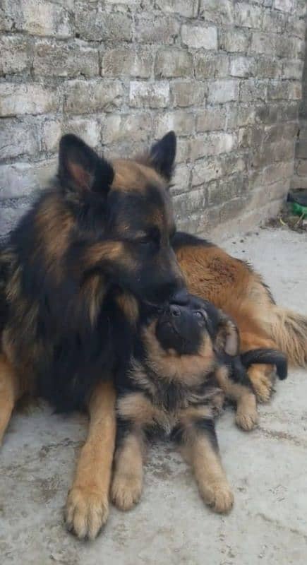 German shepherd Long Coat Male & Female  For Sale 03287625932WhatsApp 1