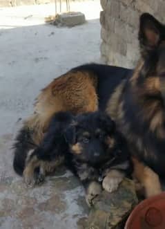 German shepherd Long Coat Male & Female  For Sale 03287625932WhatsApp