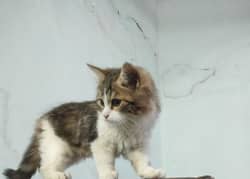 percian kitten triple coated age 4month vaccinated litter trand