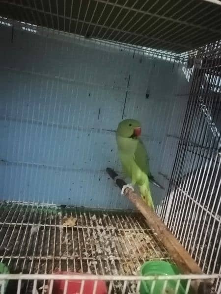 1 Raw self baby 1 ringneck talking male 10