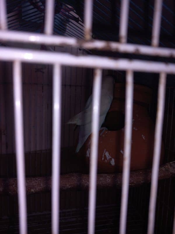 Albino Black Eye Breeder Pair For Sale 1