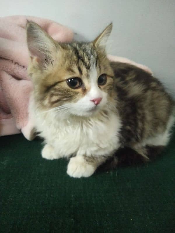 percian kitten triple coated age 4month vaccinated litter trand 2