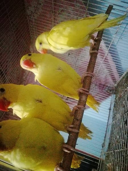 4 piece yellow ringneck near to self 1