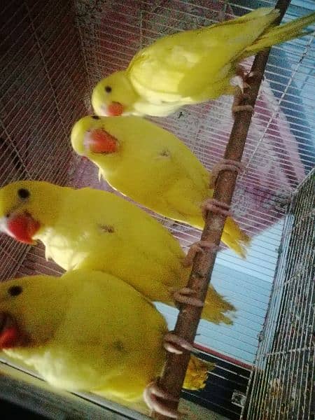 4 piece yellow ringneck near to self 4