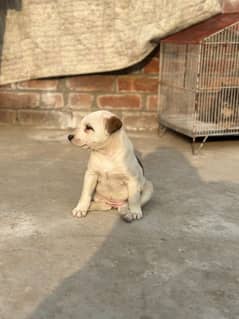 pitbull puppy for sale : friendly, outgoing and lovable