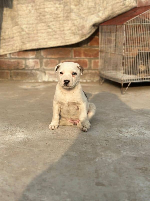 pitbull puppy for sale : friendly, outgoing and lovable 1