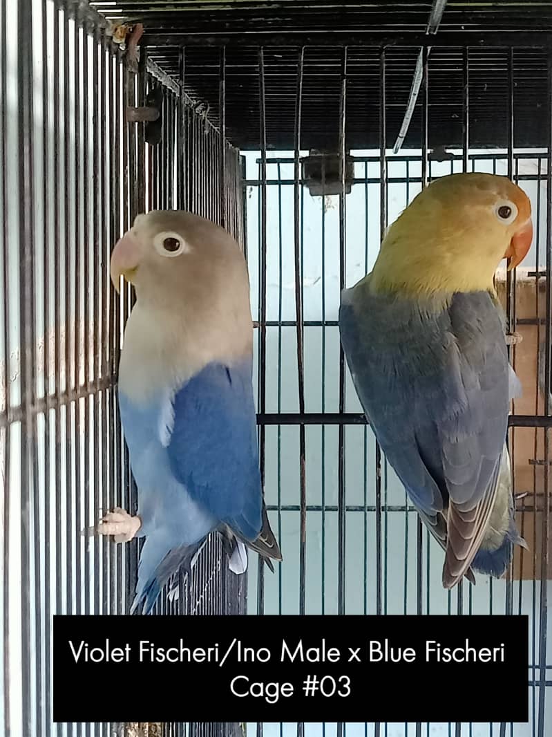 lovebirds breeder setup 5